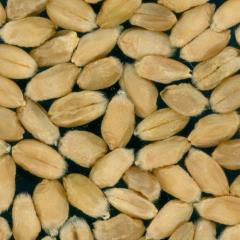Kernels