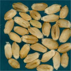 Kernels