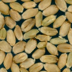 Kernels