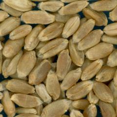 Click for 1 image(s) for this accession. KERNELS
