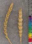 Click for 3 image(s) for this accession. SPIKE
