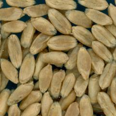 KERNELS