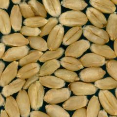Kernels