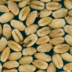 Kernels
