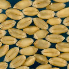 Click for 3 image(s) for this accession. KERNELS