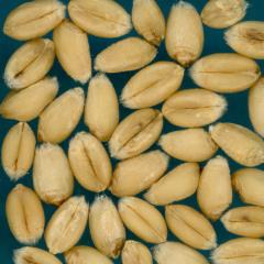 Kernels