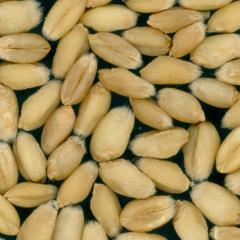 Kernels