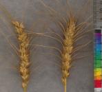 column SPIKE