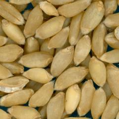 KERNELS