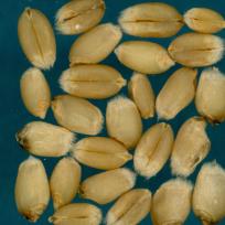 Kernels