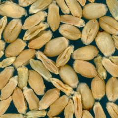 Kernels