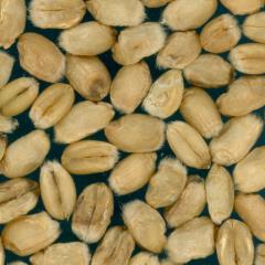 Kernels