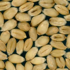 Kernels