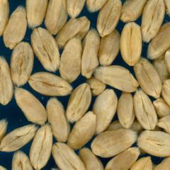 KERNELS