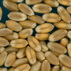 KERNELS