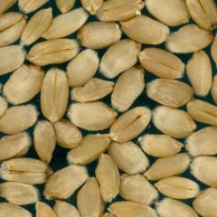 Kernels