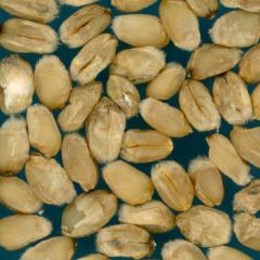 Kernels