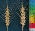 Click for 3 image(s) for this accession. SPIKE