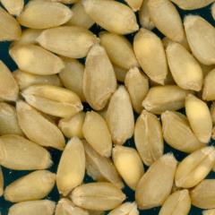 KERNELS