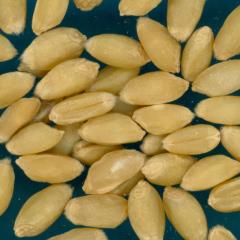 KERNELS
