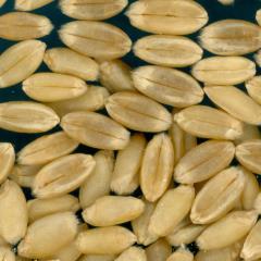 KERNELS