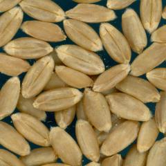 KERNELS