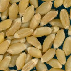 KERNELS