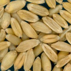 Click for 3 image(s) for this accession. KERNELS