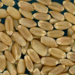 KERNELS