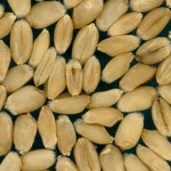 Kernels