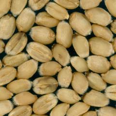Kernels