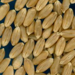 KERNELS