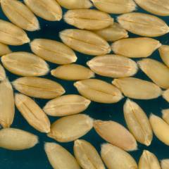 KERNELS