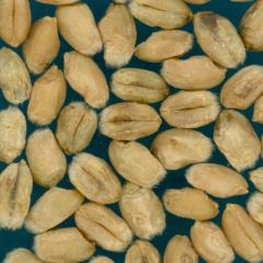 Kernels