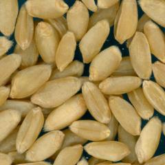 KERNELS