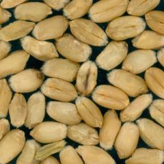 Kernels
