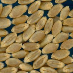 KERNELS