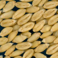 KERNELS