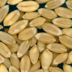 KERNELS