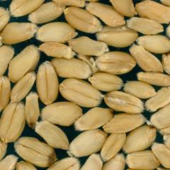 Kernels