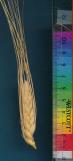 column SPIKE
