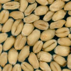 Kernels