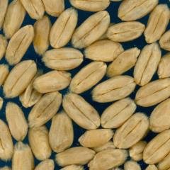 KERNELS