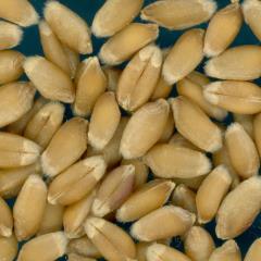 KERNELS