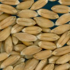 Click for 2 image(s) for this accession. KERNELS