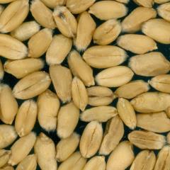 Kernels