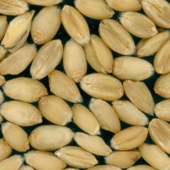 Kernels