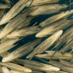 Click for 1 image(s) for this accession. KERNELS