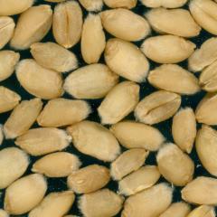 Kernels