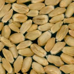 Kernels